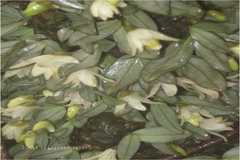 Conchidium braccatum